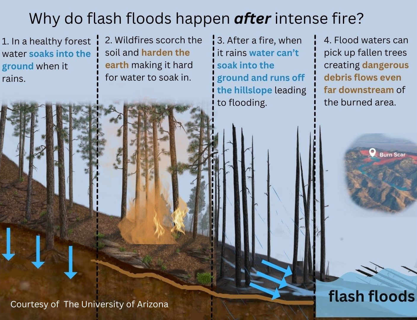 Infographic illustrating changes in infiltration and runoff that happen when a forest burns