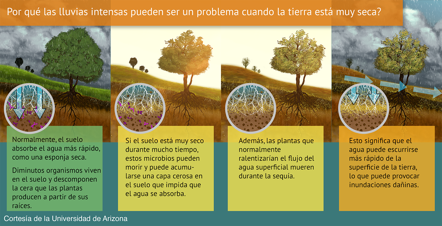 4-panel chart showing how rain normally sinks into soil but when soil is really try, a waxy layer forms at the root level, inhibiting the water from sinking. The subsequent runoff is even faster because plants that would normally slow water down have also died off from the drought.