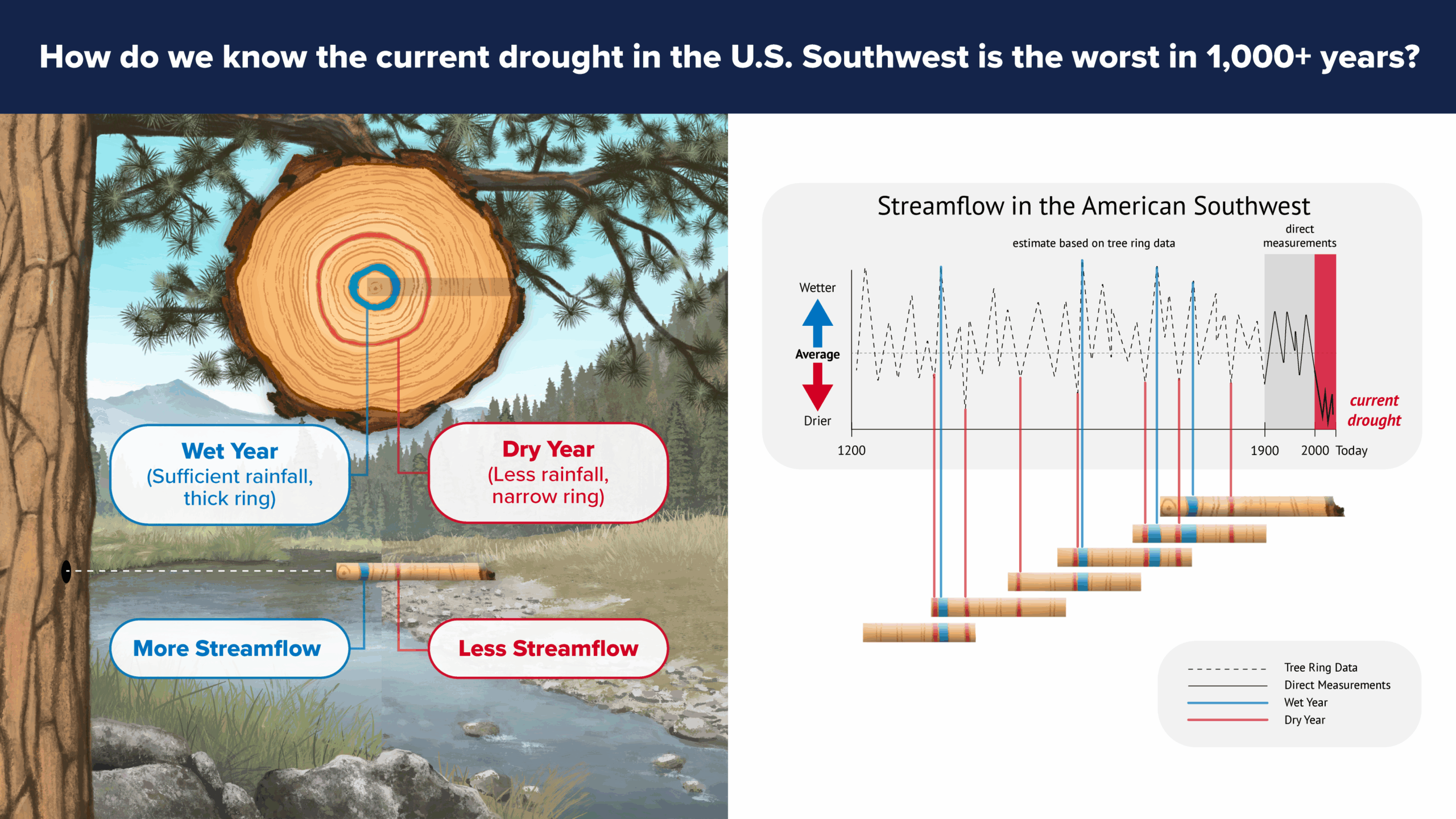 An infographic shows a slice of a tree trunk. A tree ring highlighted in blue shows a wider, wetter year and red shows a narrower, drier year. Overlapping core samples form a graph showing the reconstruction of streamflow in the US Southwest back to the year 1200. The current drought is both drier and longer than past droughts on the graph.